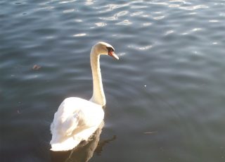 Orlando’s Famous Lake Eola Swans