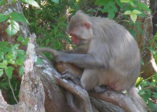 Rhesus Monkey Grooming Her Child at Silver Springs