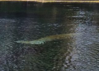 Manatee Underwater in Silver River