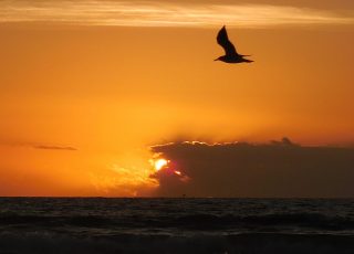 Early Bird at Daytona Beach
