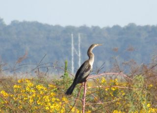 Anhinga Perched At Sweetwater Park