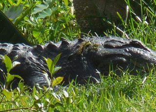 “Ole George” the Gator, at Silver Springs