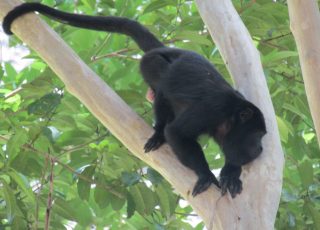 Howler Monkey in Tikal, Guatemala
