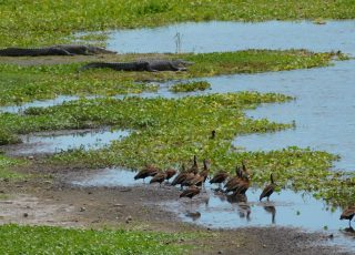 Gators and Ducks Coexisting At Sweetwater Wetlands