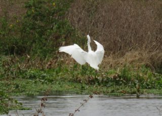 Great Egret Flaps Wings And Takes Off