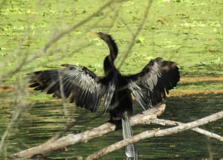 Anhinga drying feathers along Silver River