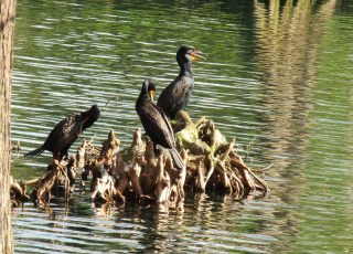 Cormorants Gathered At Lake Eola