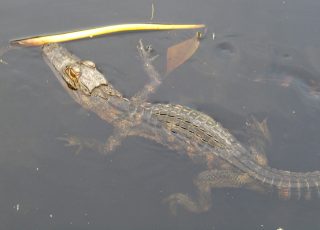 Young Alligator Underwater at Paynes Prairie