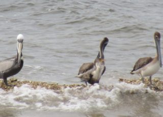 Pelicans in the Intracoastal