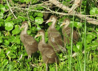 Newborn Limpkin Chicks Near Payne’s Prairie Observation Walk