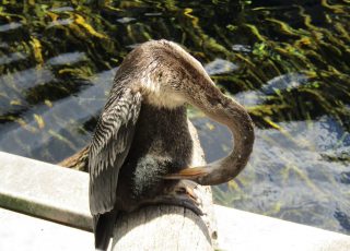 Anhinga Cleaning Her Feathers At Silver Springs