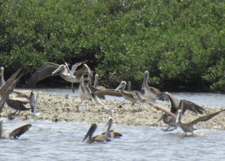 Pelicans Going Crazy In The Intracoastal in Port Orange