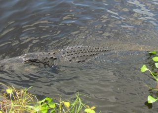 Alligator Underwater At Payne’s Prairie