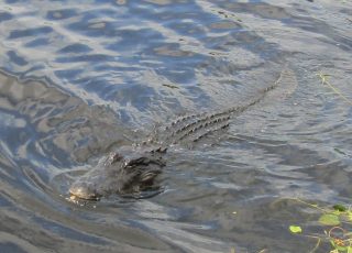 Alligator Swimming Near Payne’s Prairie Boardwalk