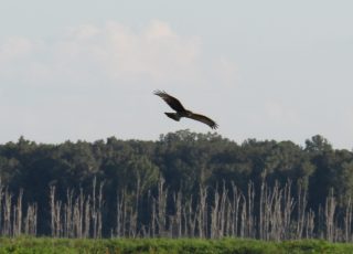 Hawk Flying Over Payne’s Prairie