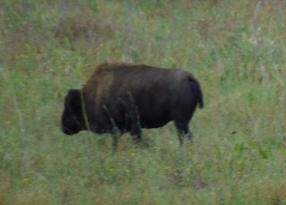 Solo Bison Roaming Alachua Savanna At Payne’s Prairie