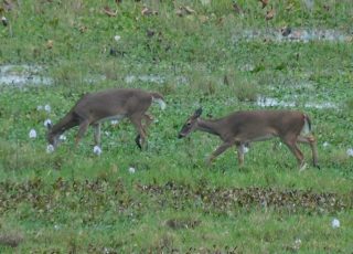 Florida Deer Playing On Alachua Savannah