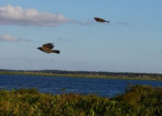 Hawks Soar High Above Payne’s Prairie Wetland