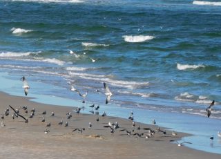 Seagull Feeding Frenzy At Daytona Beach