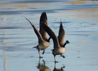 Canada Geese Preparing For Take Off