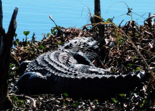 Gator Curled Up In The Sun At La Chua Trail