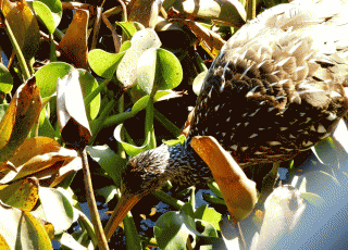 Limpkin Hunting For Snails At La Chua Trail