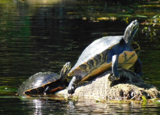 Two Yellow-Bellied Cooters Share A Tree Stump At Silver Springs —