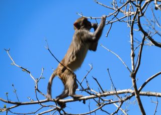 Rhesus Monkey On Upper Branch Of A Tree at Silver Springs