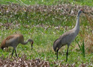 Sandhill Cranes Near La Chua Trail At Payne’s Prairie