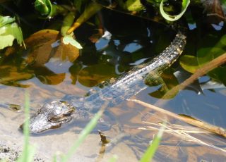 Baby Alligator Under Vegetation At Paynes Prairie