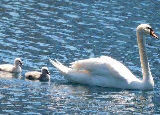 Mother Swan with Her Two Babies at Lake Eola