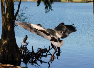 Great Blue Heron Flying At Lake Eola