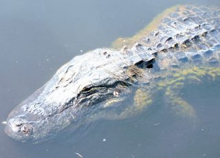 Alligator Underwater Near Paynes Prairie Boardwalk
