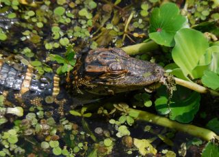 Baby Alligator Chews On Vegetation At Sweetwater Wetlands