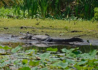 Gator Opens Up Very Wide At Sweetwater Wetlands