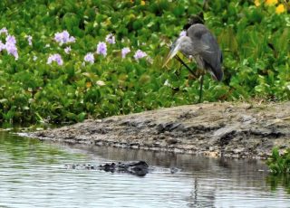 Heron Watches As Gator Swims By