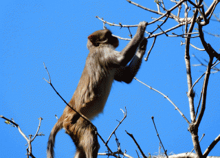 Monkey Eating Berries On Top Of Tree At Sliver Springs