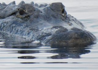 Gator Swimming At Payne’s Prairie