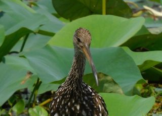 Limpkin Poses In Front Of Wetland Flora