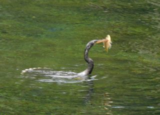 Anhinga Surfaces After Snagging A Small Fish At Silver Springs