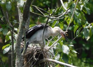 Young Anhinga Thinking About Leaving The Nest