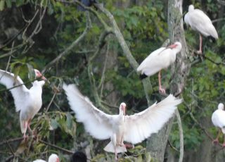 Flock of Ibis Invade Tree At Silver Springs