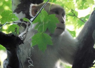 Rhesus Monkey Sitting In A Tree At Silver Springs