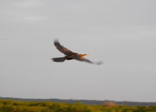 Limpkin Flying Away From La Chua Trail