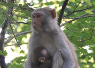 Mother Monkey Nursing Her Baby At Silver Springs
