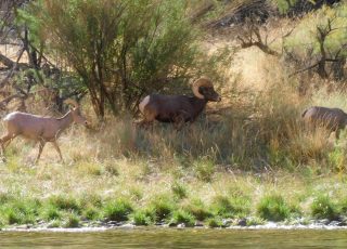 Big Horn Sheep and Ram along Colorado River