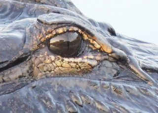 Eye To Eye With Payne’s Prairie Alligator