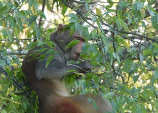 Senior Male Monkey In A Tree At Silver Springs