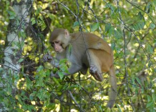Young Rhesus Monkey Swings On A Tree At Silver Springs