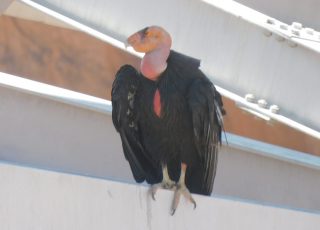 Endangered California Condor Perched Under Navajo Bridge On Colorado River